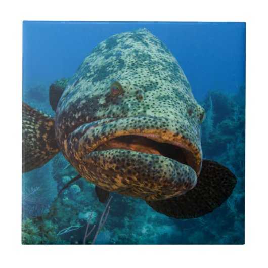 Atlantische Reuzenzeebaars Tegeltje (Voorkant)