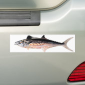 Atlantische Spaanse makreel Bumpersticker (Op auto)