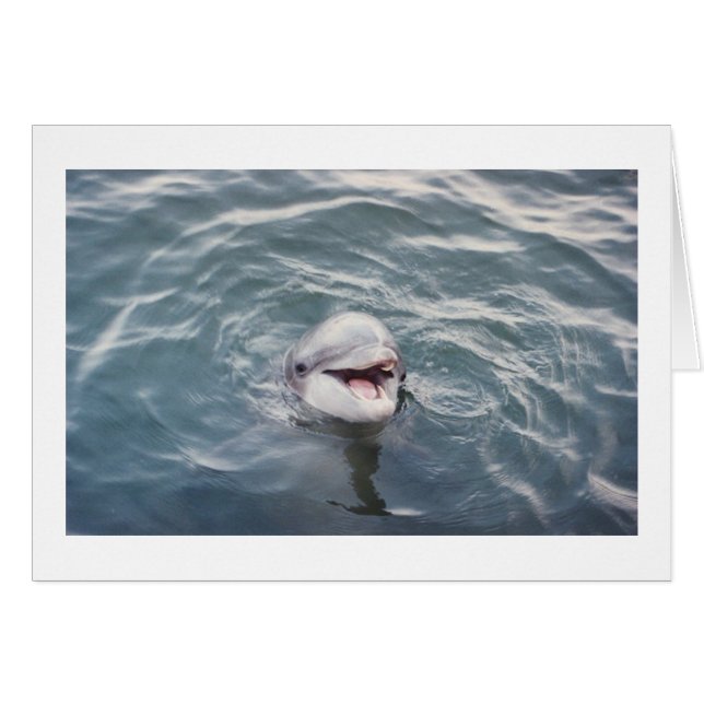 atlantische tongdolfijn (Voorkant Horizontaal)