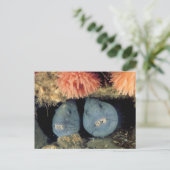 atlantische wolvis briefkaart (Staand voorkant)