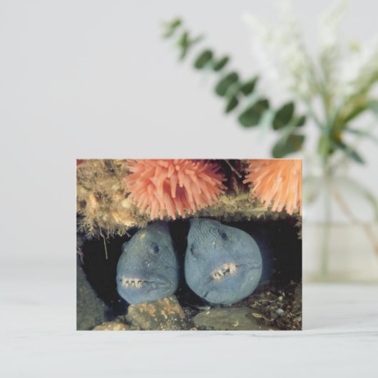 atlantische wolvis briefkaart (Staand voorkant)