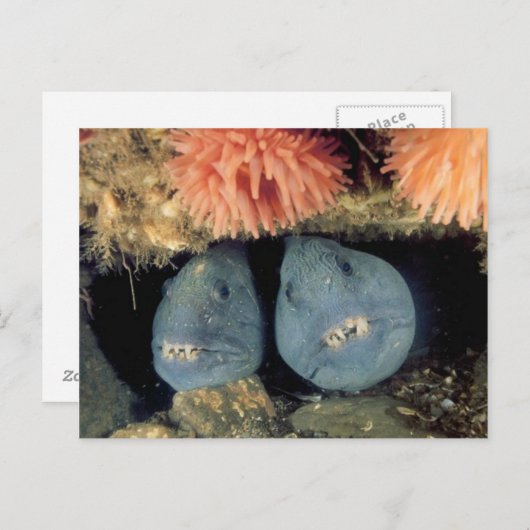 atlantische wolvis briefkaart (Voorkant / Achterkant)