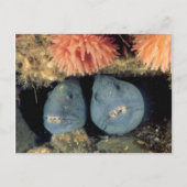 atlantische wolvis briefkaart (Voorkant)