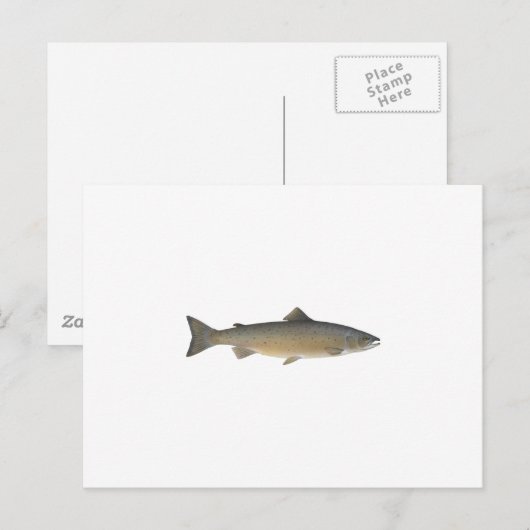 Atlantische zalm briefkaart (Voorkant / Achterkant)