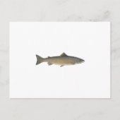 Atlantische zalm briefkaart (Voorkant)
