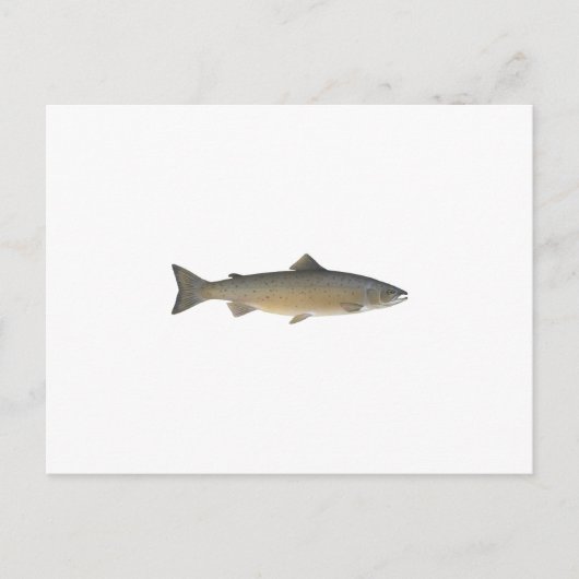 Atlantische zalm briefkaart (Voorkant)