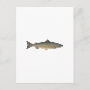 Atlantische zalm briefkaart