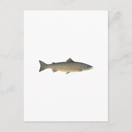 Atlantische zalm briefkaart (Voorkant)