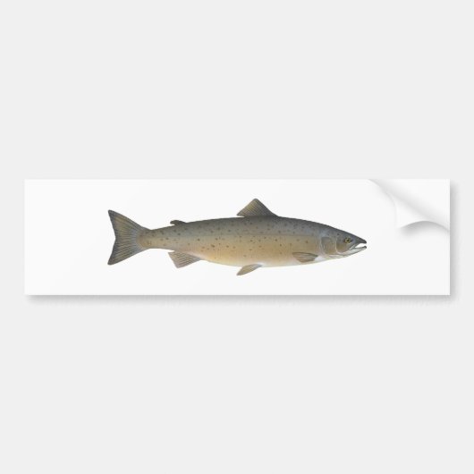 Atlantische zalm bumpersticker (Voorkant)
