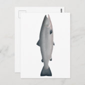 Atlantische zalm - Ocean Phase Briefkaart (Voorkant / Achterkant)