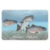 Atlantische zalm schilderij magneet (Horizontaal)