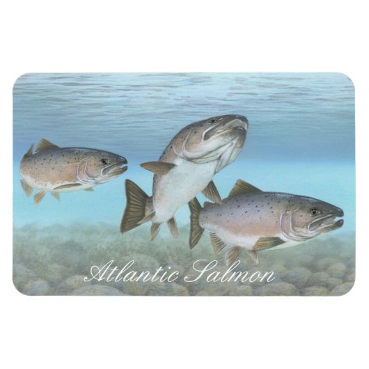 Atlantische zalm schilderij magneet (Horizontaal)