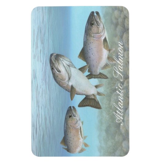 Atlantische zalm schilderij magneet (Verticaal)