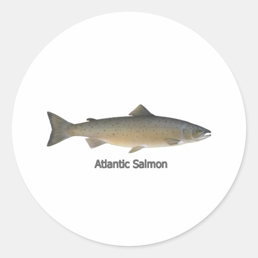 Atlantische zalm (titel) ronde sticker (Voorkant)