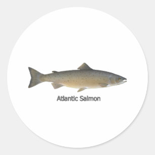 Atlantische zalm (titel) ronde sticker
