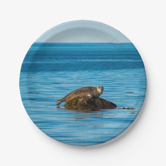 Atlantische zeehond papieren bordje (Voorkant)