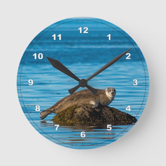 Atlantische zeehond ronde klok (Voorkant)