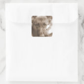 Atlas de Wonderhond Vierkante Sticker (Tas)