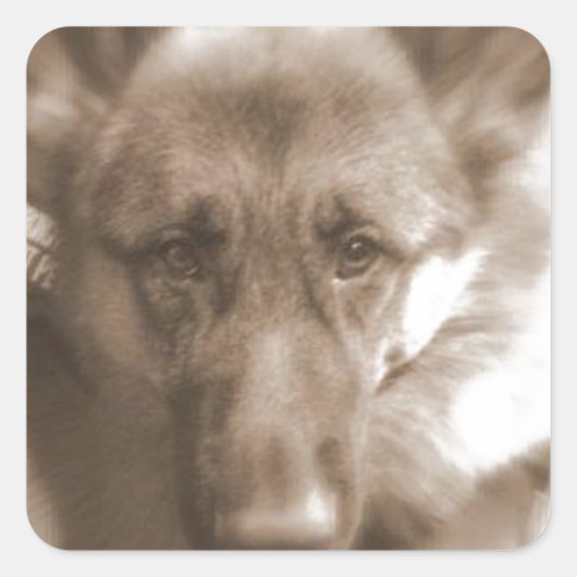 Atlas de Wonderhond Vierkante Sticker (Voorkant)