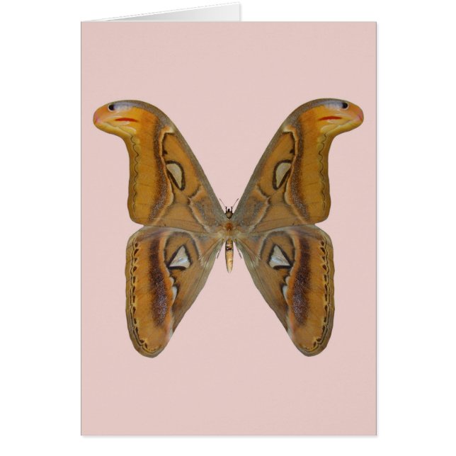Atlas Moth (Voorkant)
