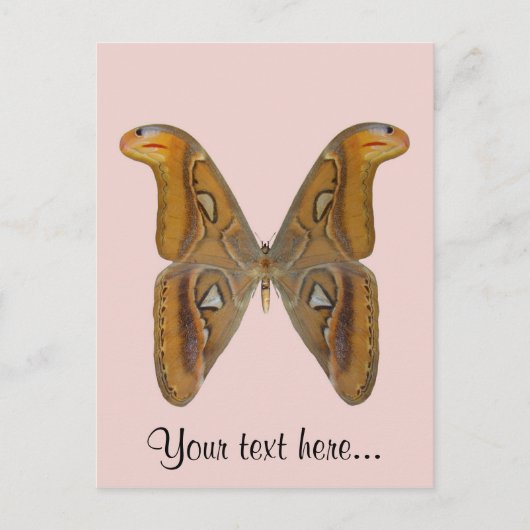 Atlas Moth Briefkaart (Voorkant)