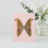 Atlas Moth Briefkaart (Staand voorkant)