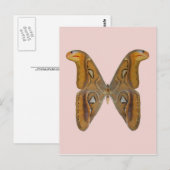 Atlas Moth Briefkaart (Voorkant / Achterkant)