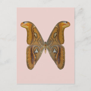 Atlas Moth Briefkaart