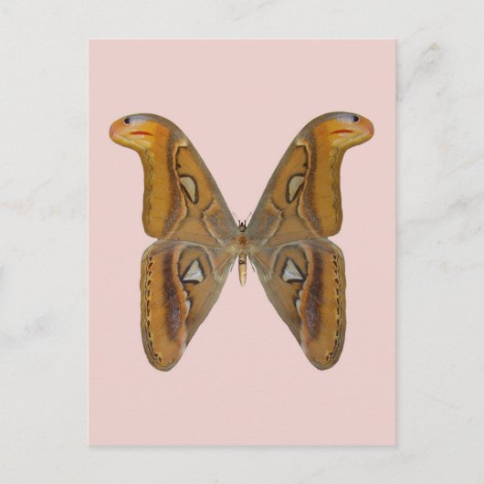 Atlas Moth Briefkaart (Voorkant)