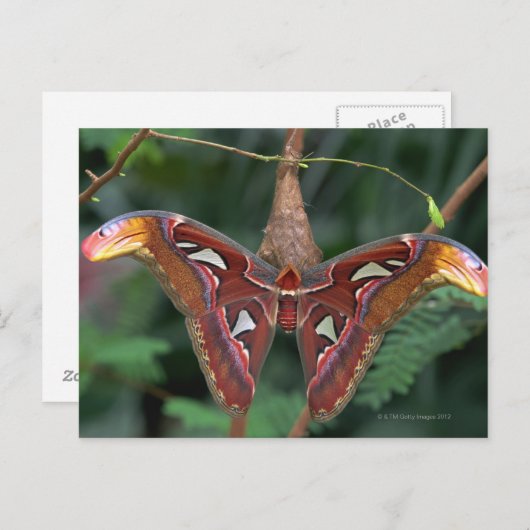 Atlas moth briefkaart (Voorkant / Achterkant)