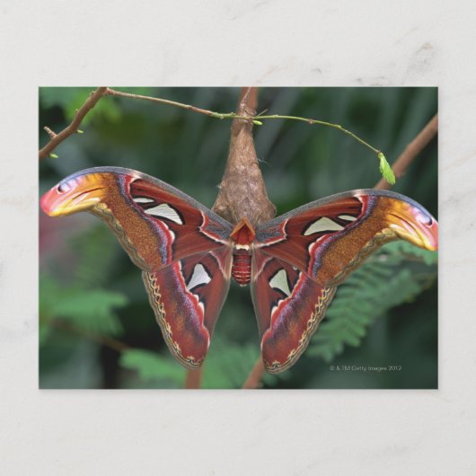 Atlas moth briefkaart (Voorkant)