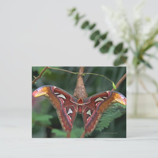 Atlas moth briefkaart (Staand voorkant)