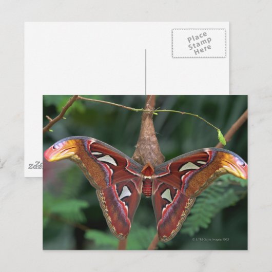 Atlas moth briefkaart (Voorkant / Achterkant)