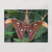 Atlas moth briefkaart (Voorkant)