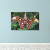 Atlas moth canvas afdruk (Insitu (Houten vloer))