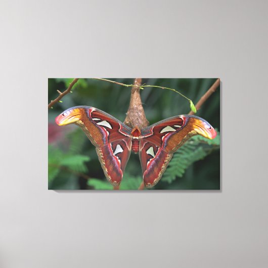 Atlas moth canvas afdruk (Voorkant)