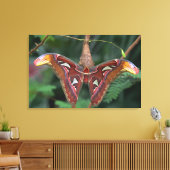 Atlas moth canvas afdruk (Insitu (Woonkamer))