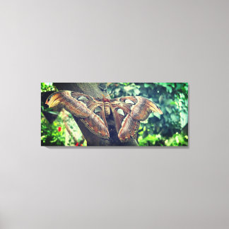 Atlas Moth Canvas Afdruk
