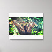 Atlas Moth Canvas Afdruk (Voorkant)