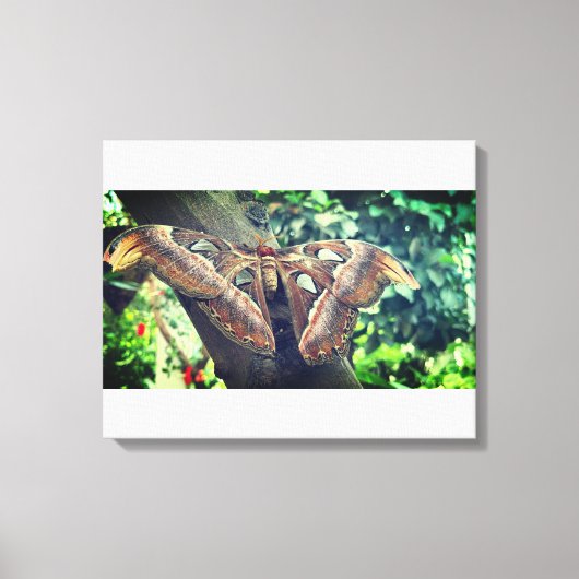 Atlas Moth Canvas Afdruk (Voorkant)
