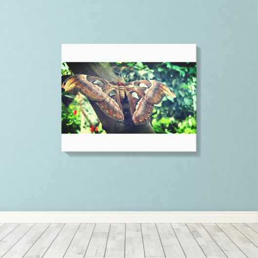 Atlas Moth Canvas Afdruk (Insitu (Houten vloer))