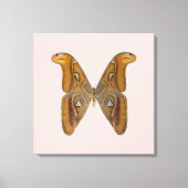 Atlas Moth Canvas Afdruk (Voorkant)