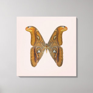 Atlas Moth Canvas Afdruk