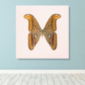 Atlas Moth Canvas Afdruk (Insitu (Houten vloer))