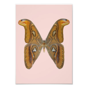 Atlas Moth Foto Afdruk