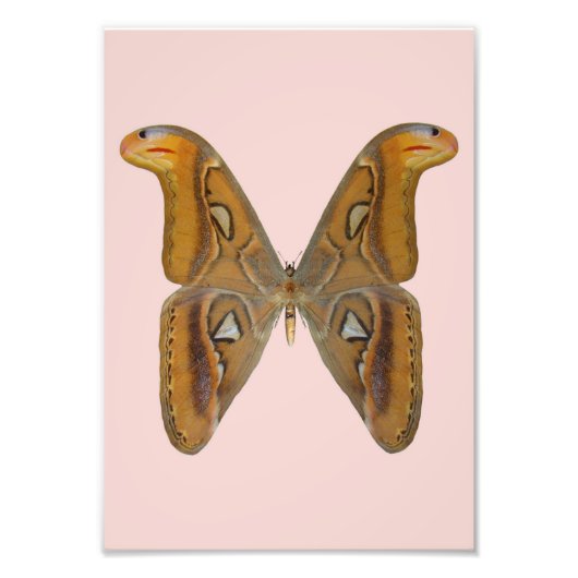 Atlas Moth Foto Afdruk (Voorkant)