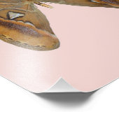 Atlas Moth Foto Afdruk (Hoek)