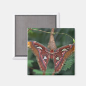 Atlas moth magneet (Voorkant / Achterkant)