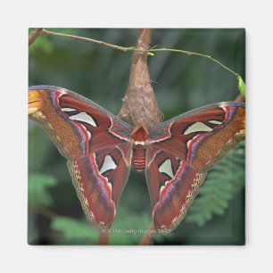 Atlas moth magneet
