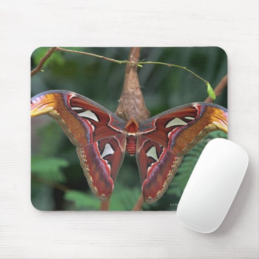 Atlas moth muismat (Met muis)